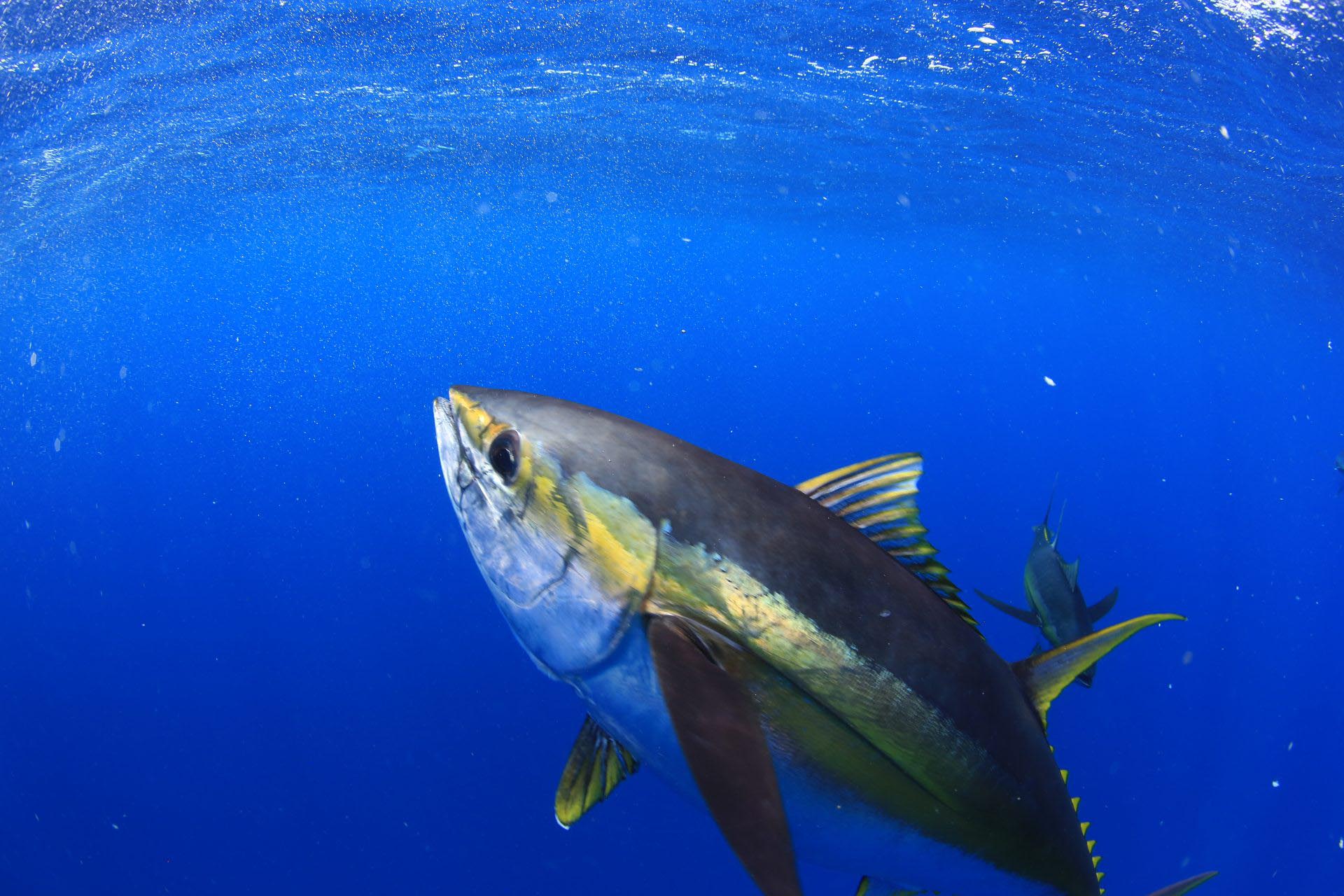 Trolling for Yellowfin Tuna Escapin Tackle
