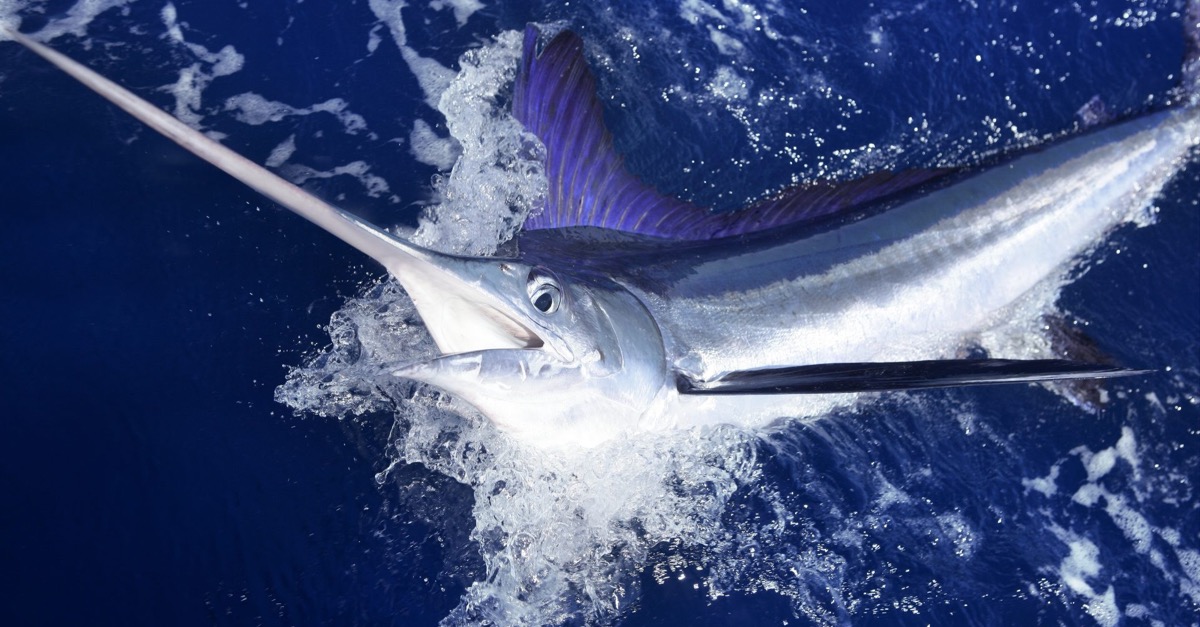 Escapin Tackle Game Fishing Tackle Online Store in Australia